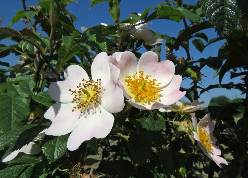 Rosa stylosa
