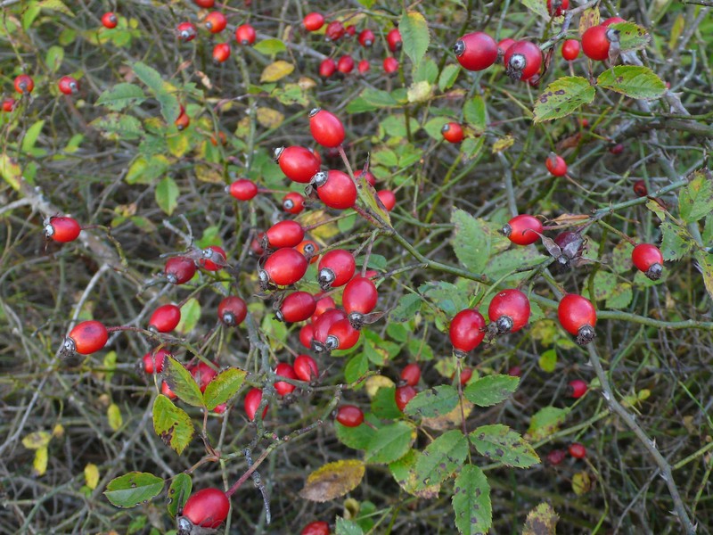 Rosa stylosa photo 2