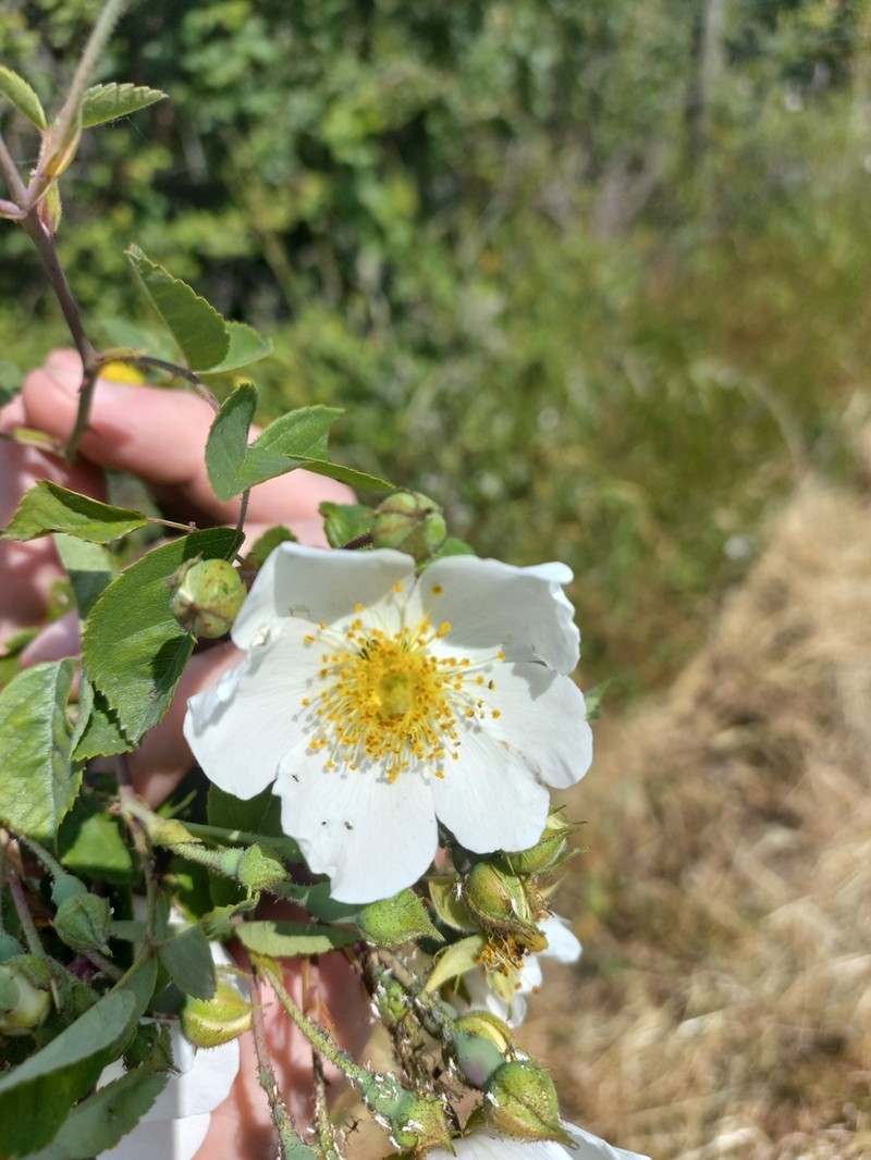 Rosa stylosa photo 3