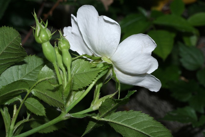 Rosa stylosa photo 4