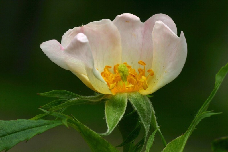 Rosa stylosa photo 5