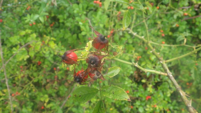 Rosa stylosa photo 6
