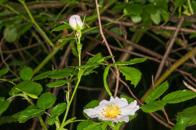 Rosa stylosa photo 7