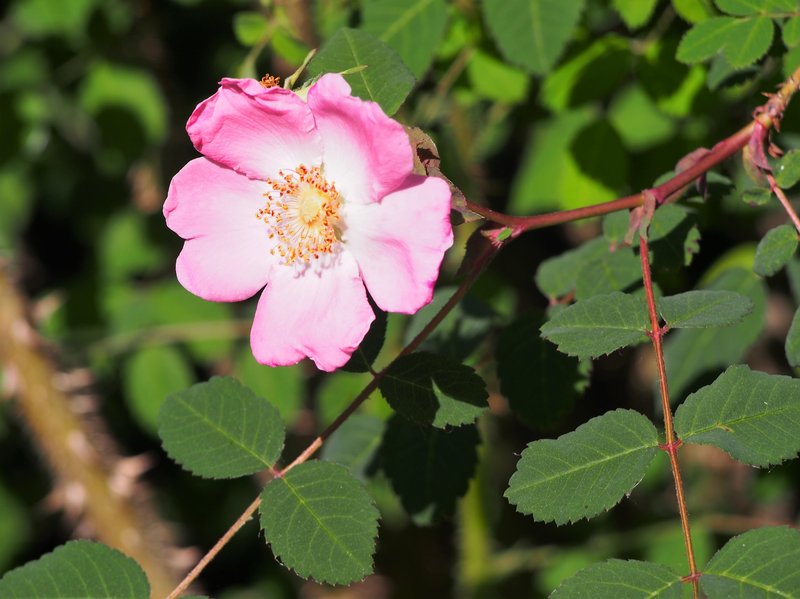 Sweginzow's Rose
