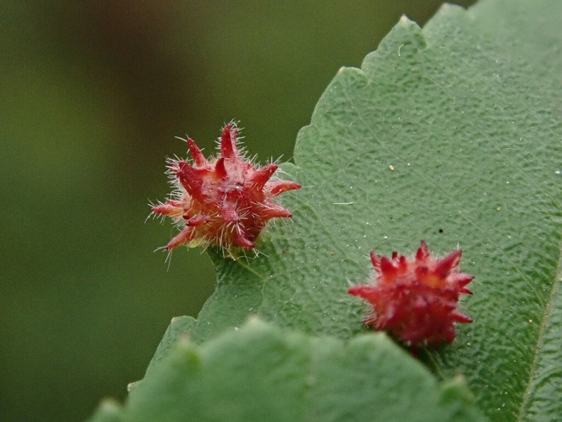 Rosa taiwanensis