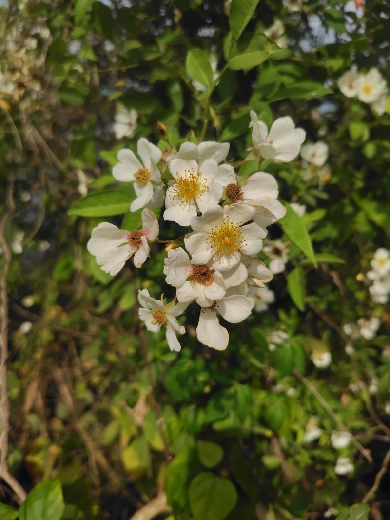 Rosa taiwanensis photo 2