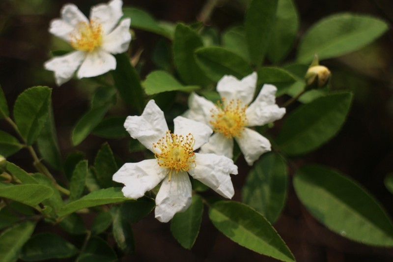 Rosa taiwanensis photo 3