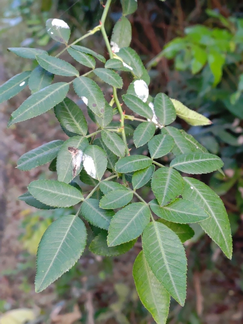 Rosa taiwanensis photo 4