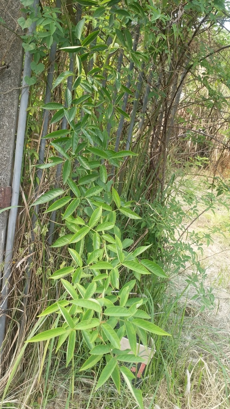 Rosa taiwanensis photo 5