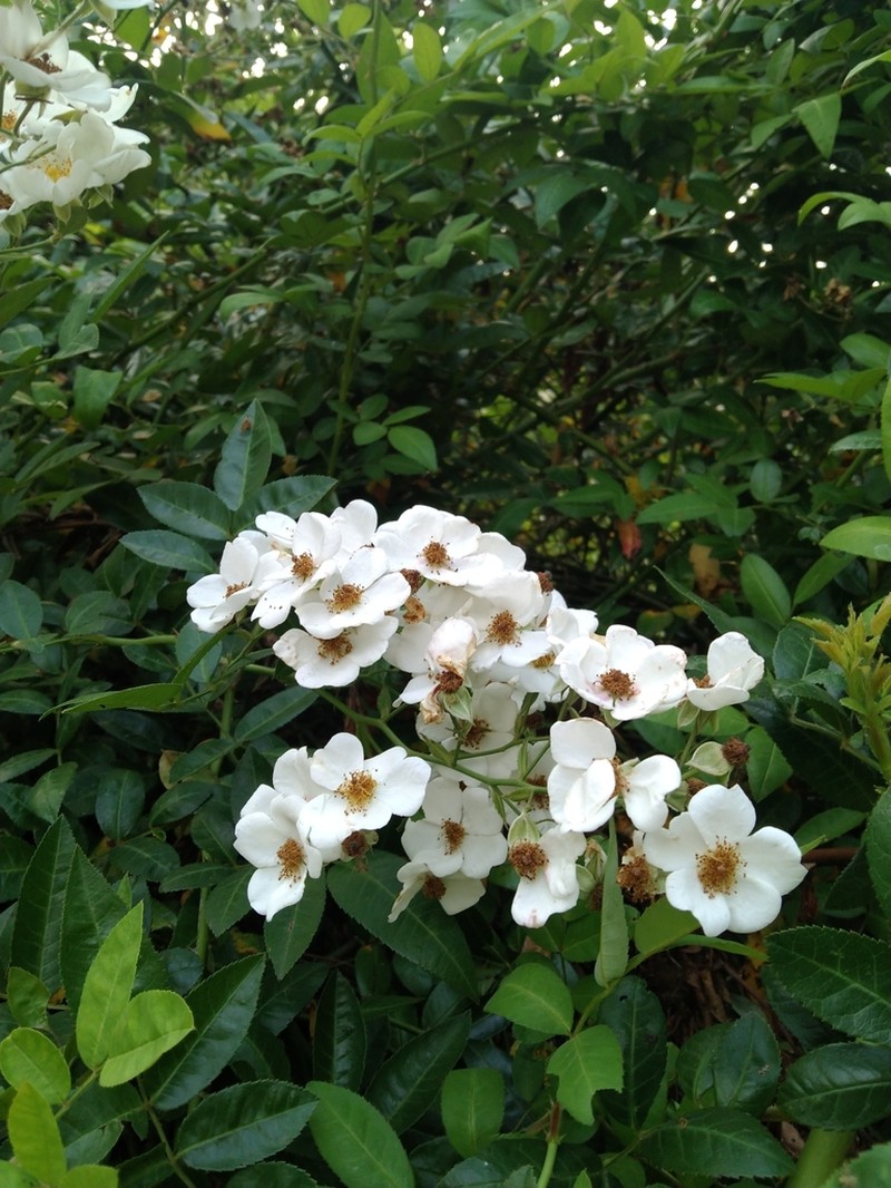 Rosa taiwanensis photo 6