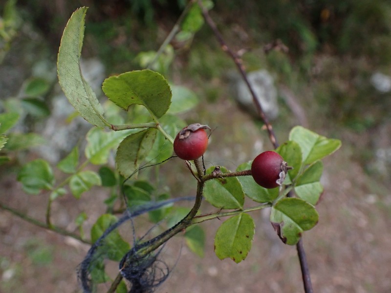 Rosa taiwanensis photo 8