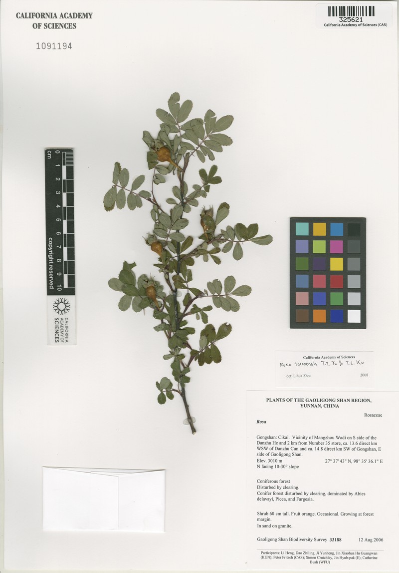 Rosa taronensis