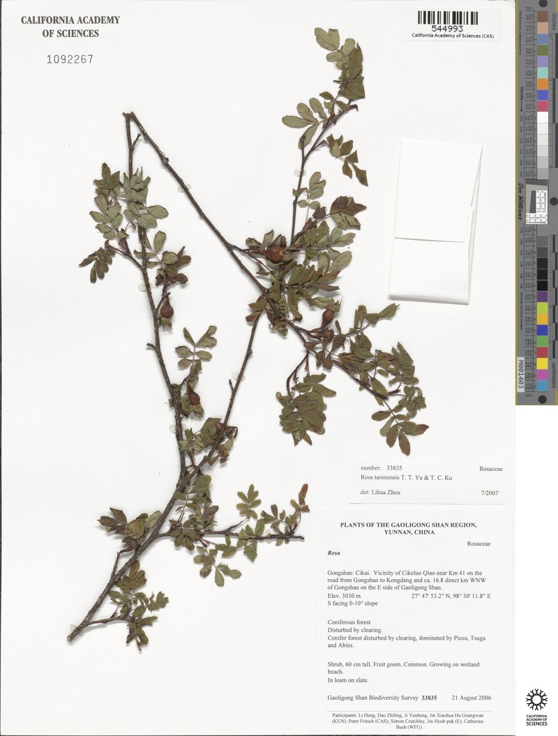 Rosa taronensis photo 2