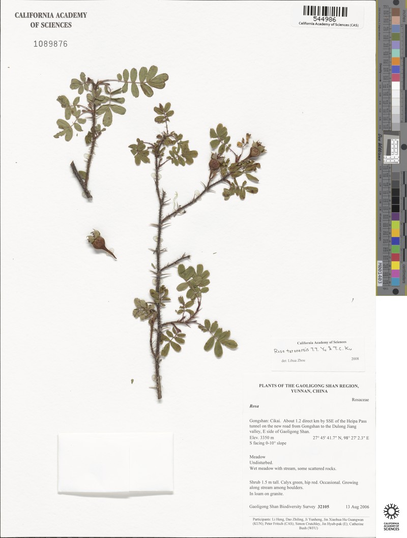 Rosa taronensis photo 3