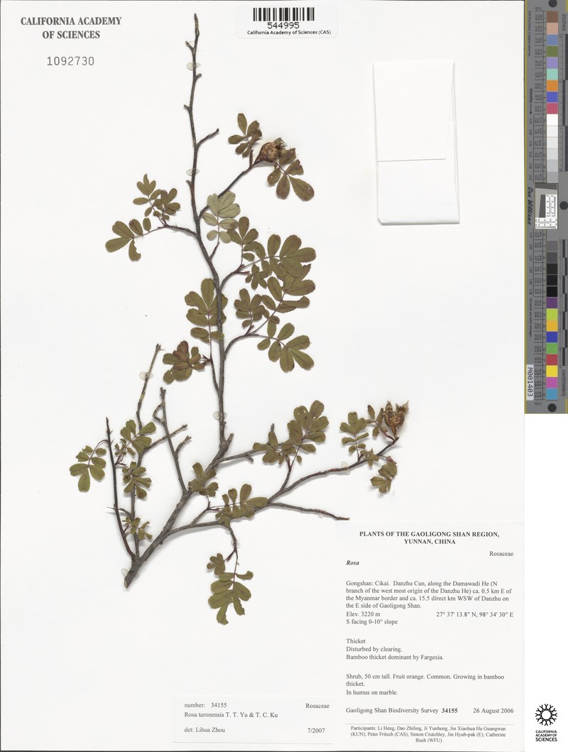 Rosa taronensis photo 4