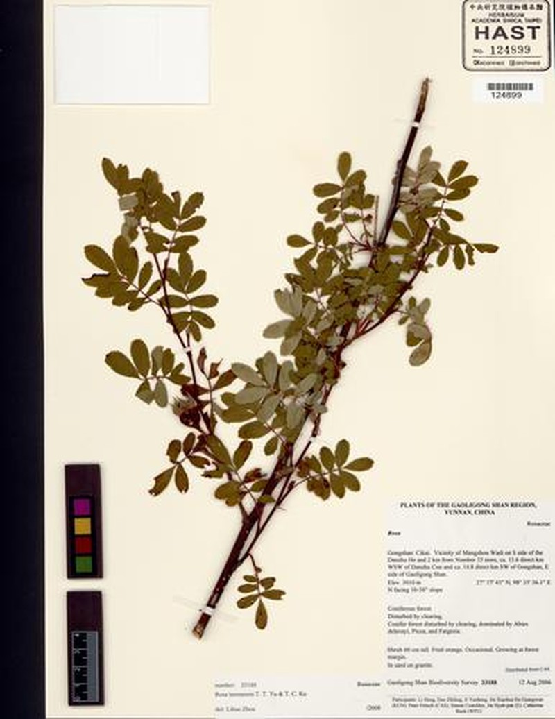 Rosa taronensis photo 5