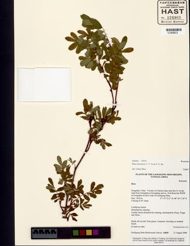 Rosa taronensis photo 6