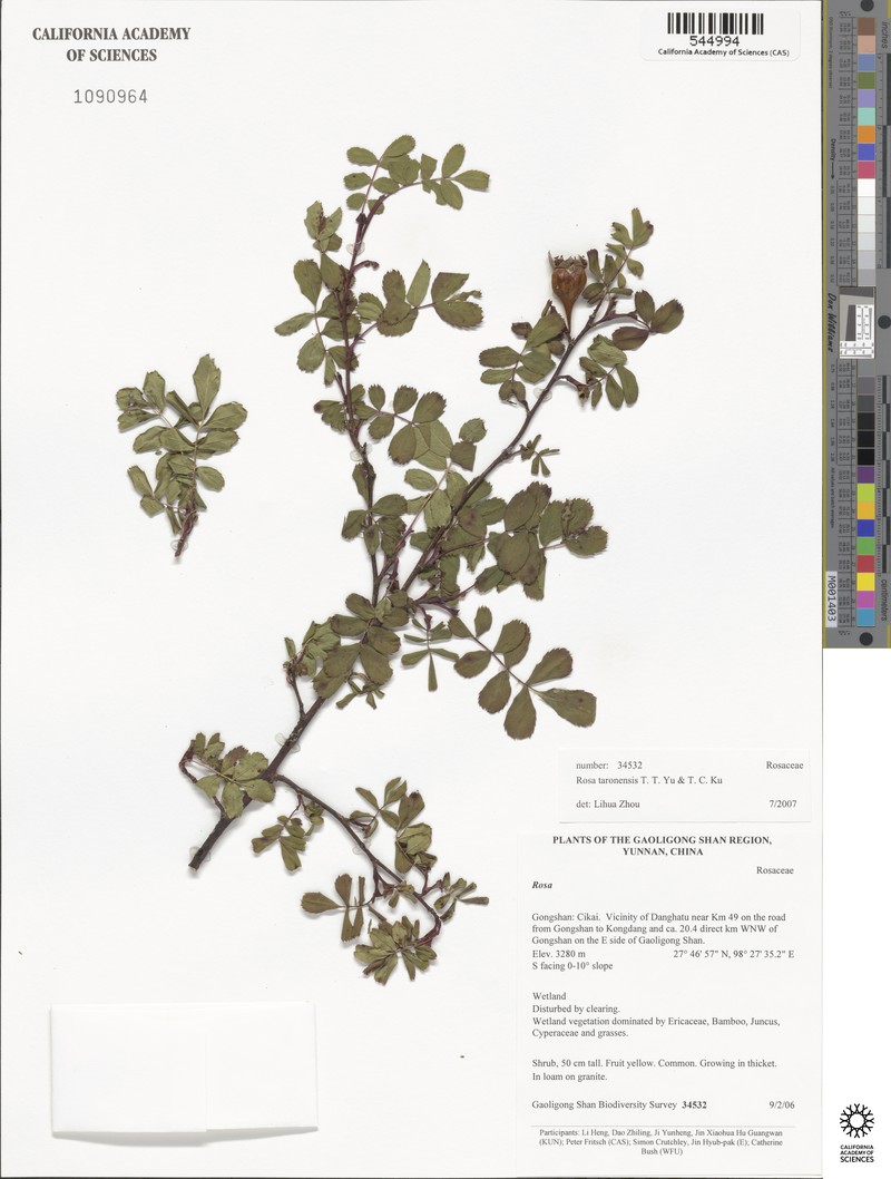 Rosa taronensis photo 7
