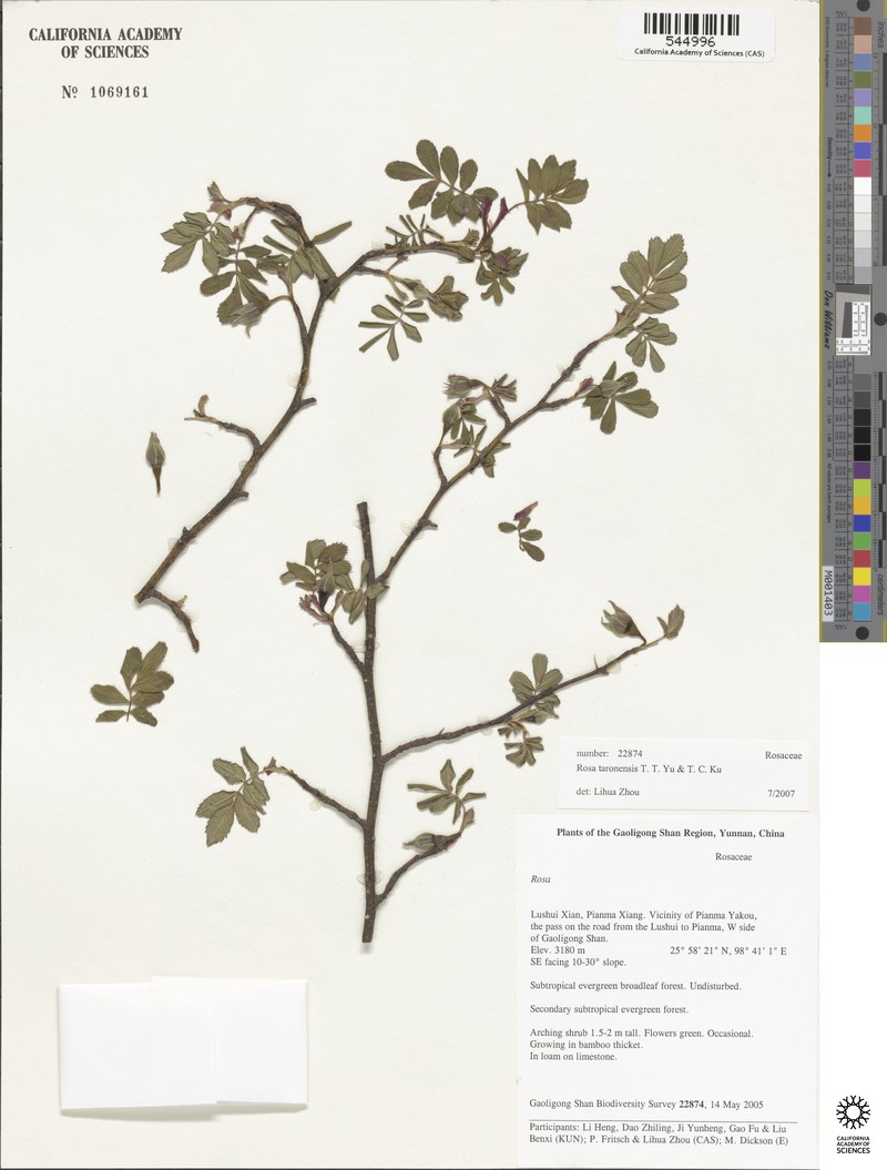 Rosa taronensis photo 8