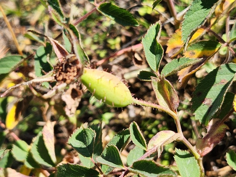 Rosa tlaratensis