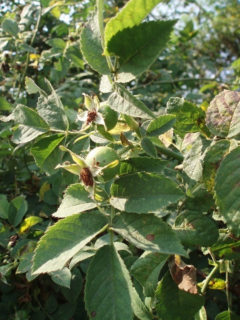 Whitewoolly Rose photo 4
