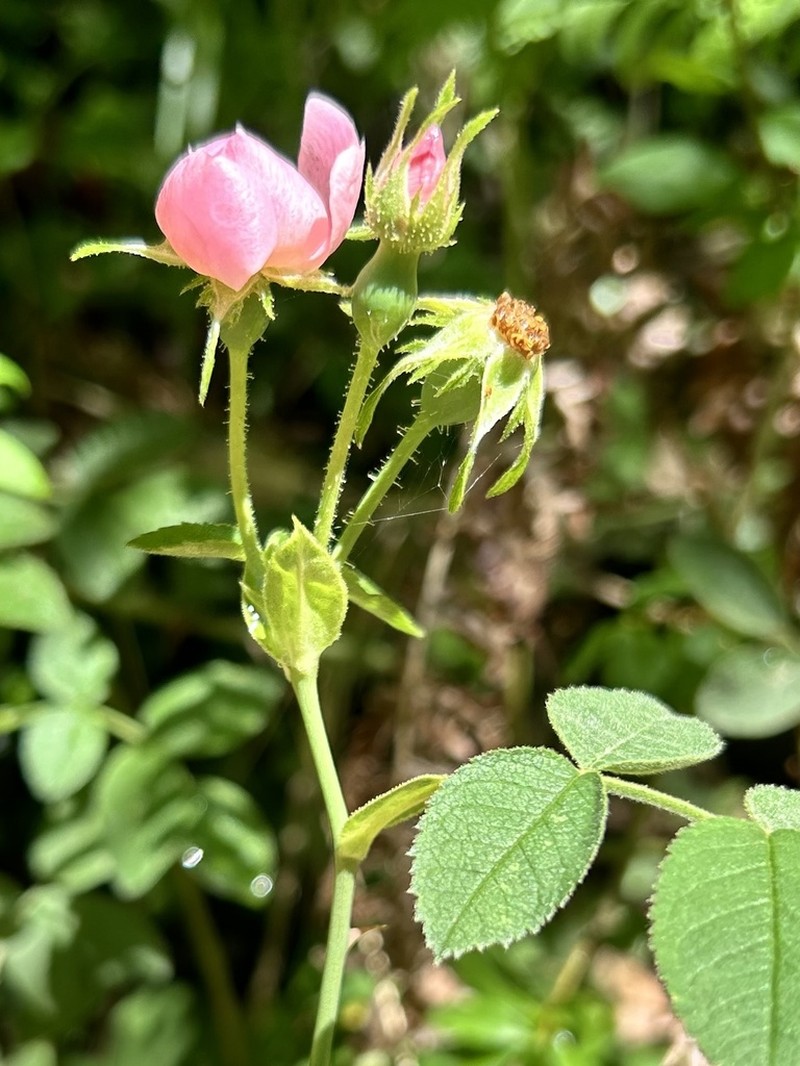 Whitewoolly Rose photo 5