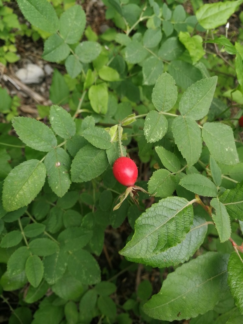 Whitewoolly Rose photo 6