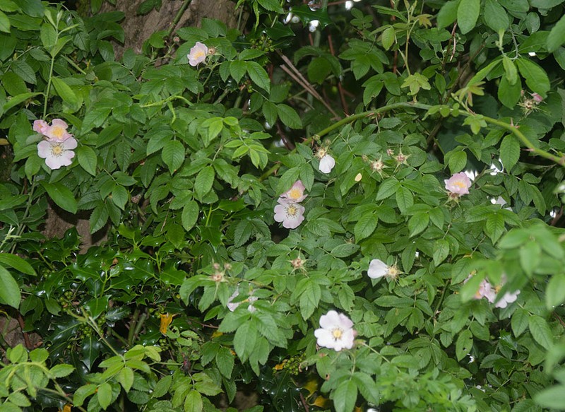 Whitewoolly Rose photo 7