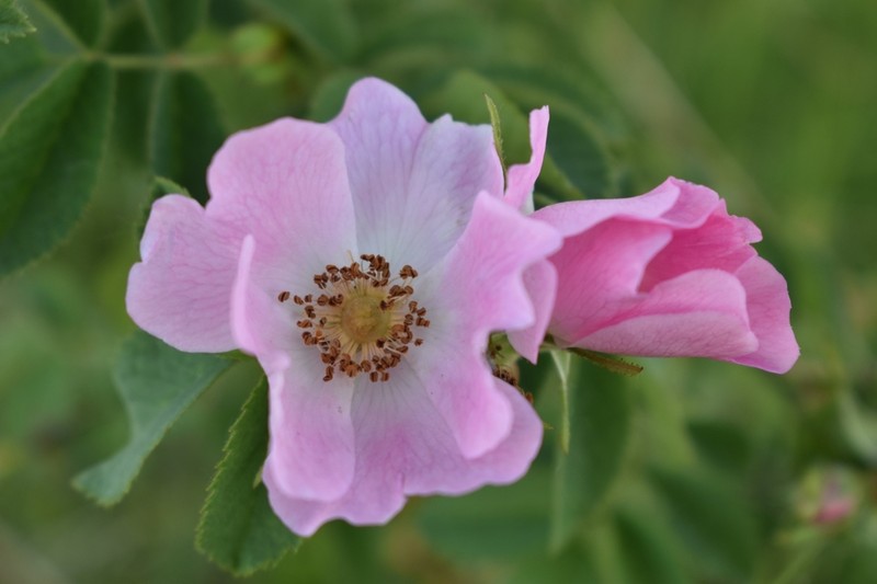 Whitewoolly Rose photo 8