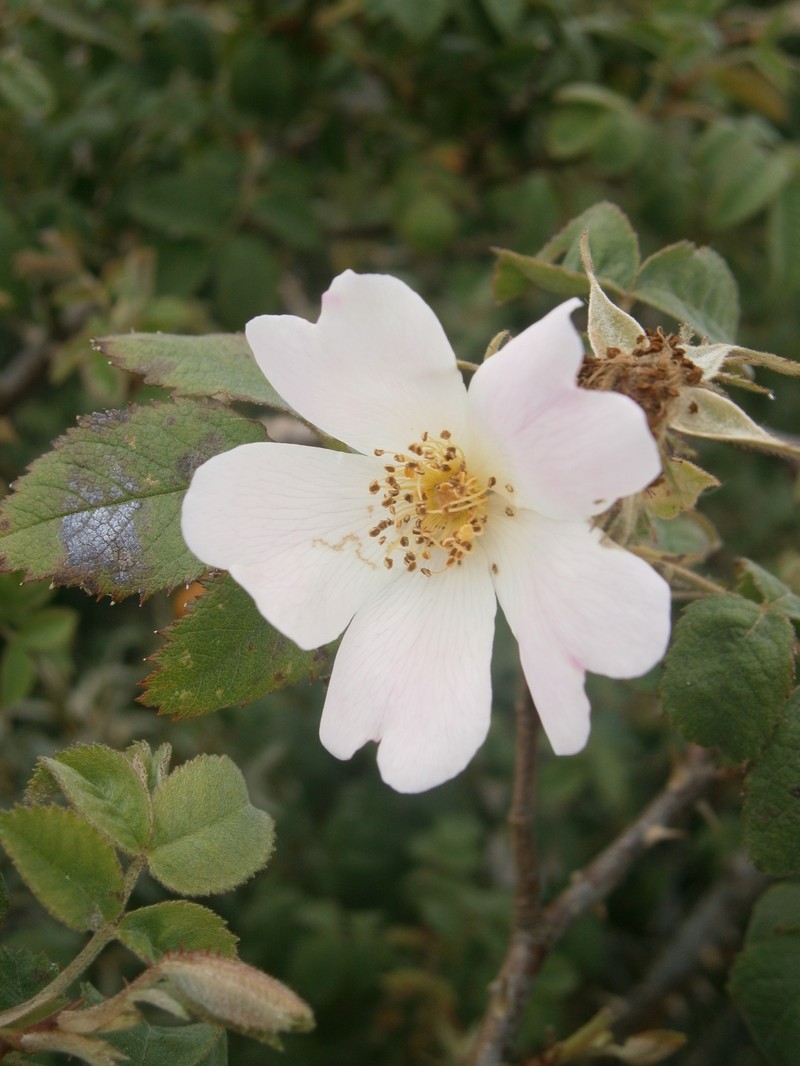 Whitewoolly Rose photo 2