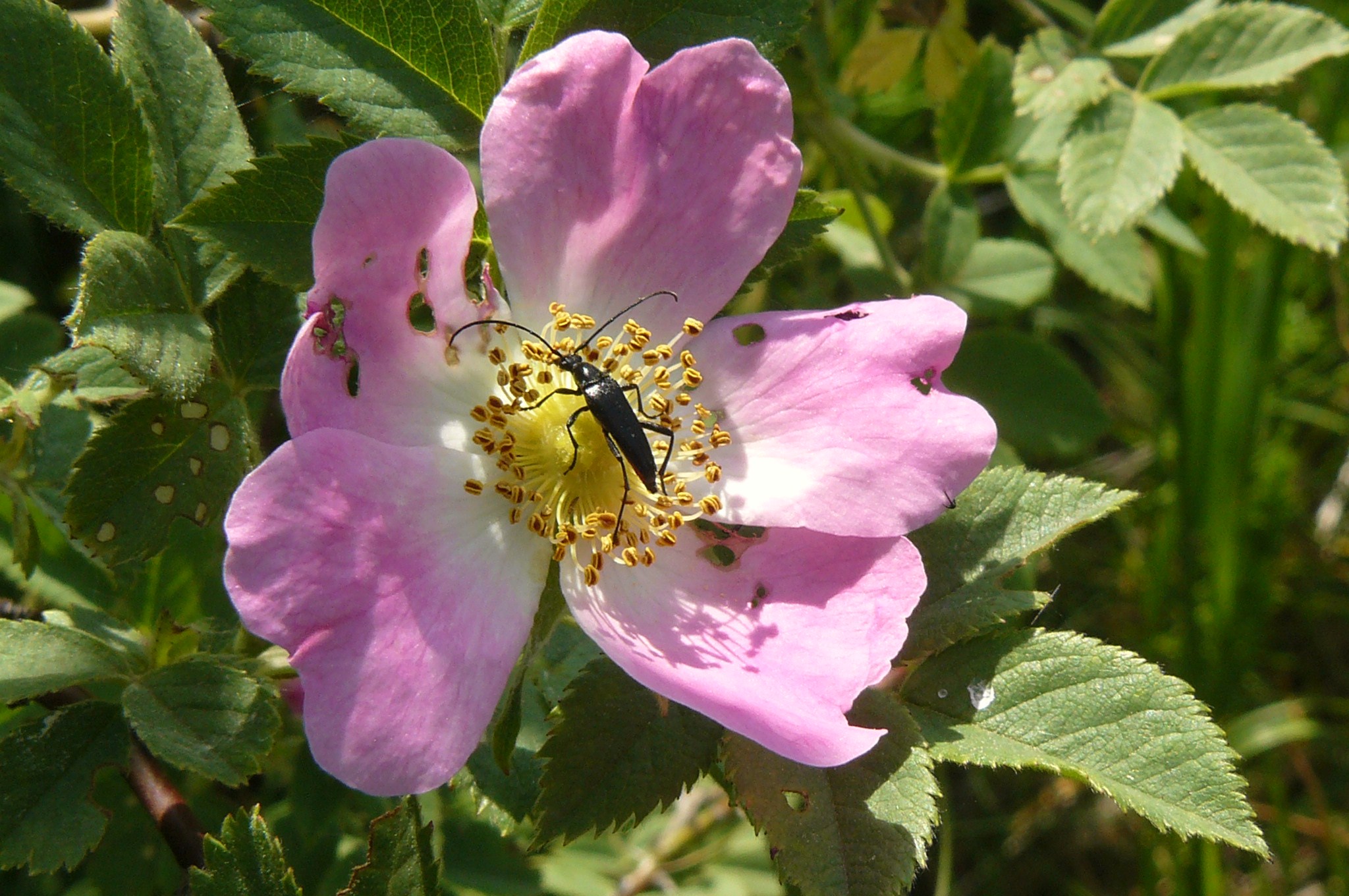 Whitewoolly Rose photo 5