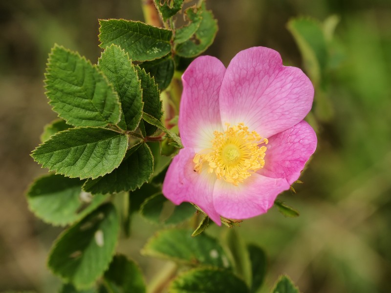 Whitewoolly Rose