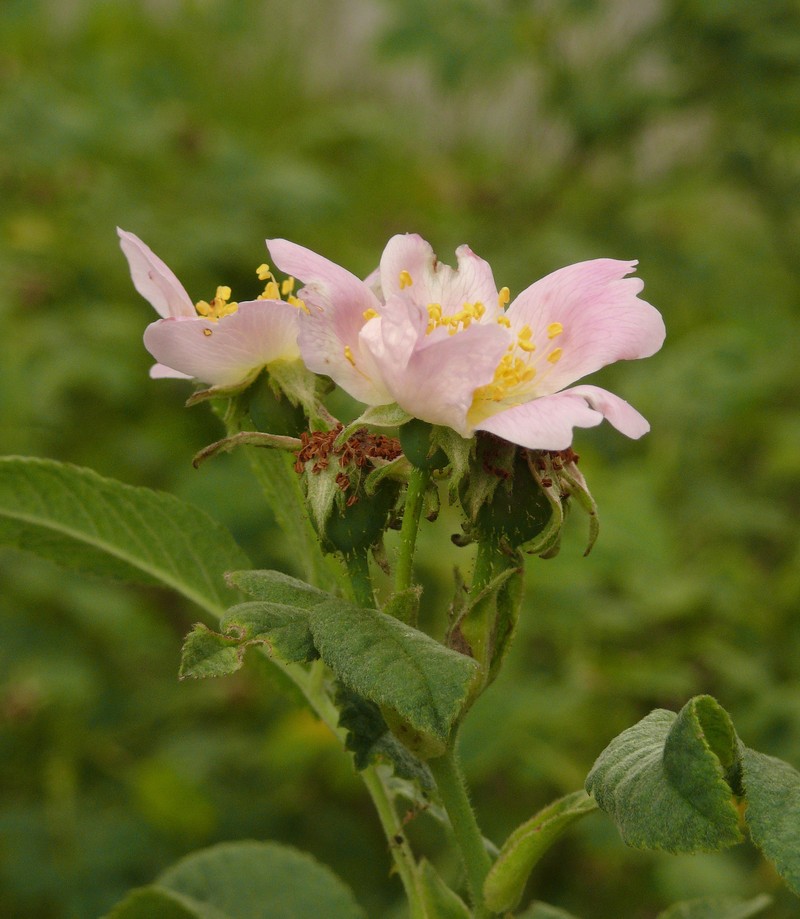 Whitewoolly Rose photo 3