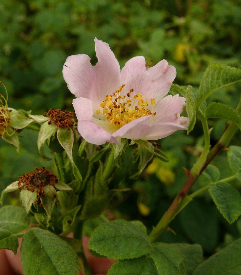 Whitewoolly Rose photo 4