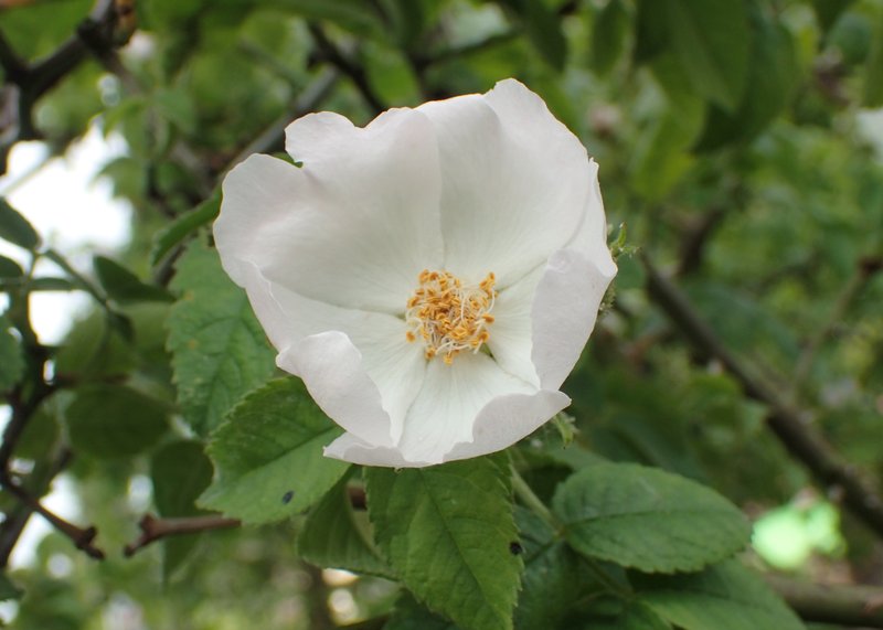 Whitewoolly Rose photo 7