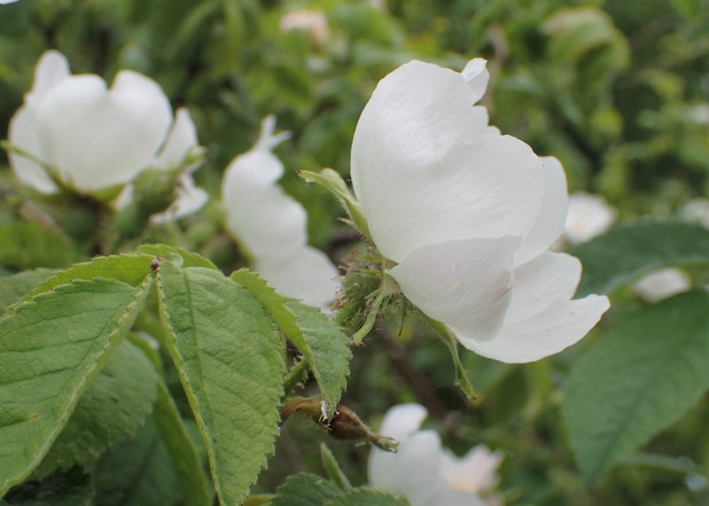 Whitewoolly Rose photo 8