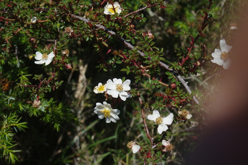 Rosa transmorrisonensis