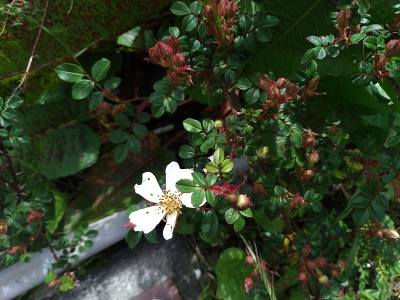 Rosa transmorrisonensis photo 2
