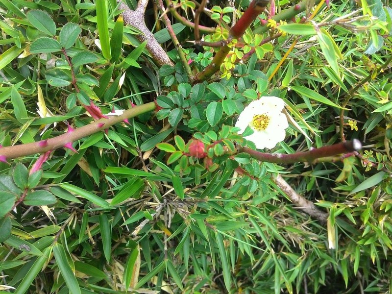 Rosa transmorrisonensis photo 3