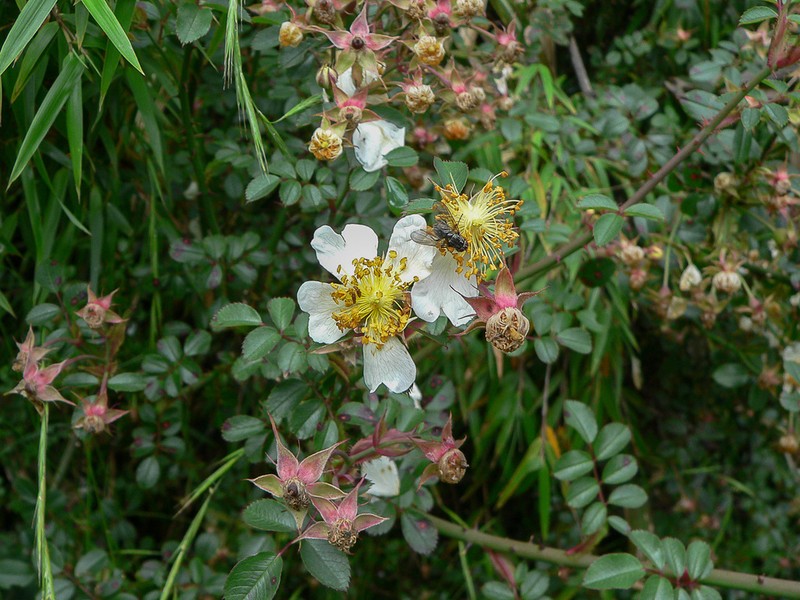 Rosa transmorrisonensis photo 4