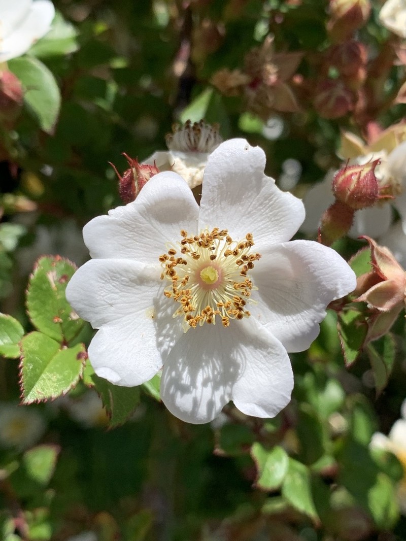 Rosa transmorrisonensis photo 5