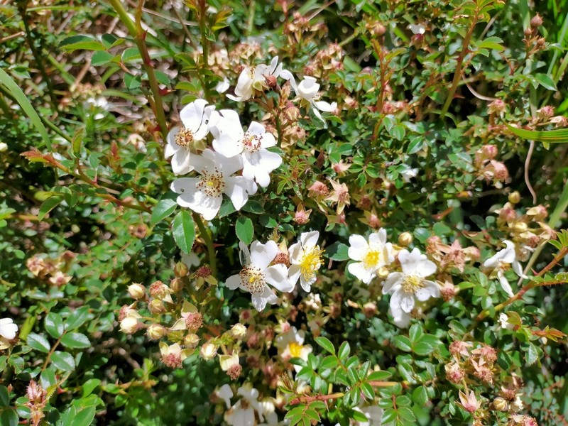 Rosa transmorrisonensis photo 6