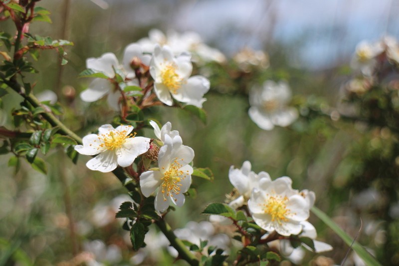 Rosa transmorrisonensis photo 7