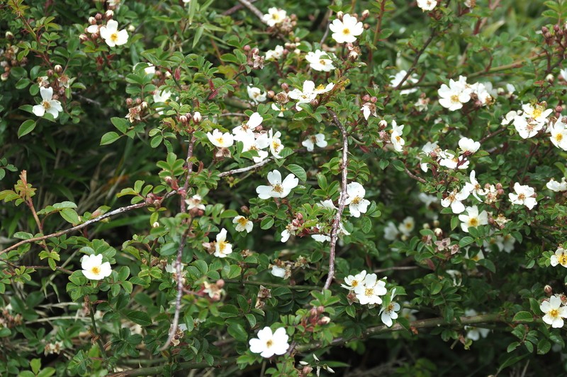 Rosa transmorrisonensis photo 8