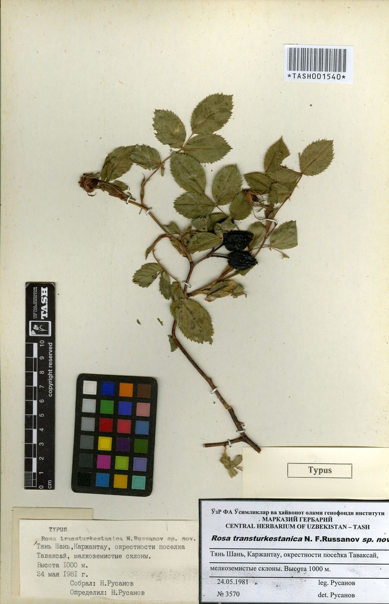 Rosa transturkestanica