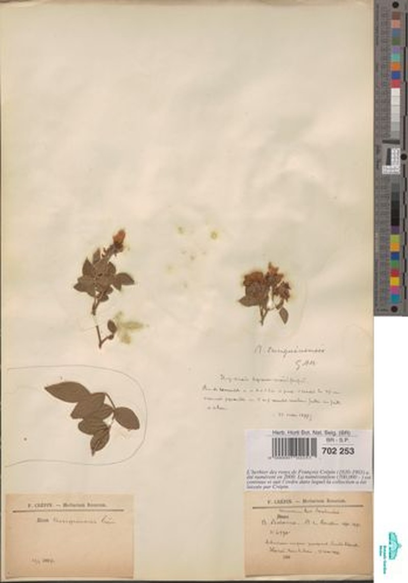 Rosa tunquinensis