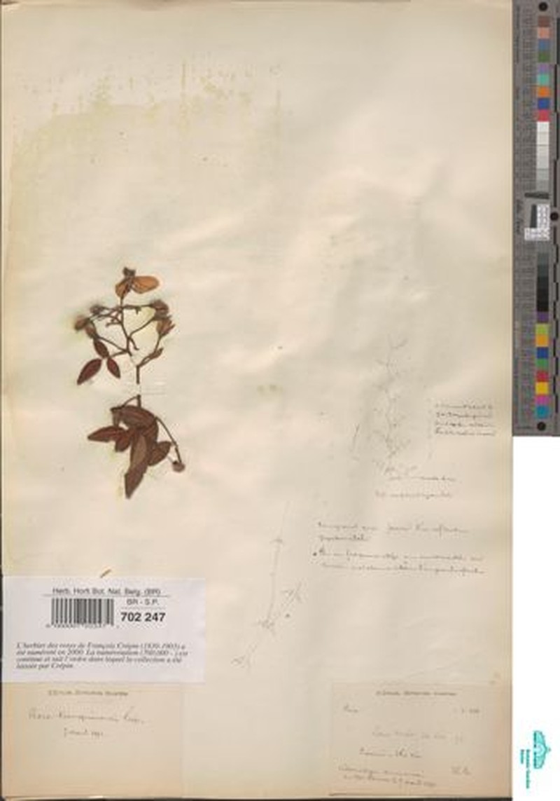 Rosa tunquinensis photo 2