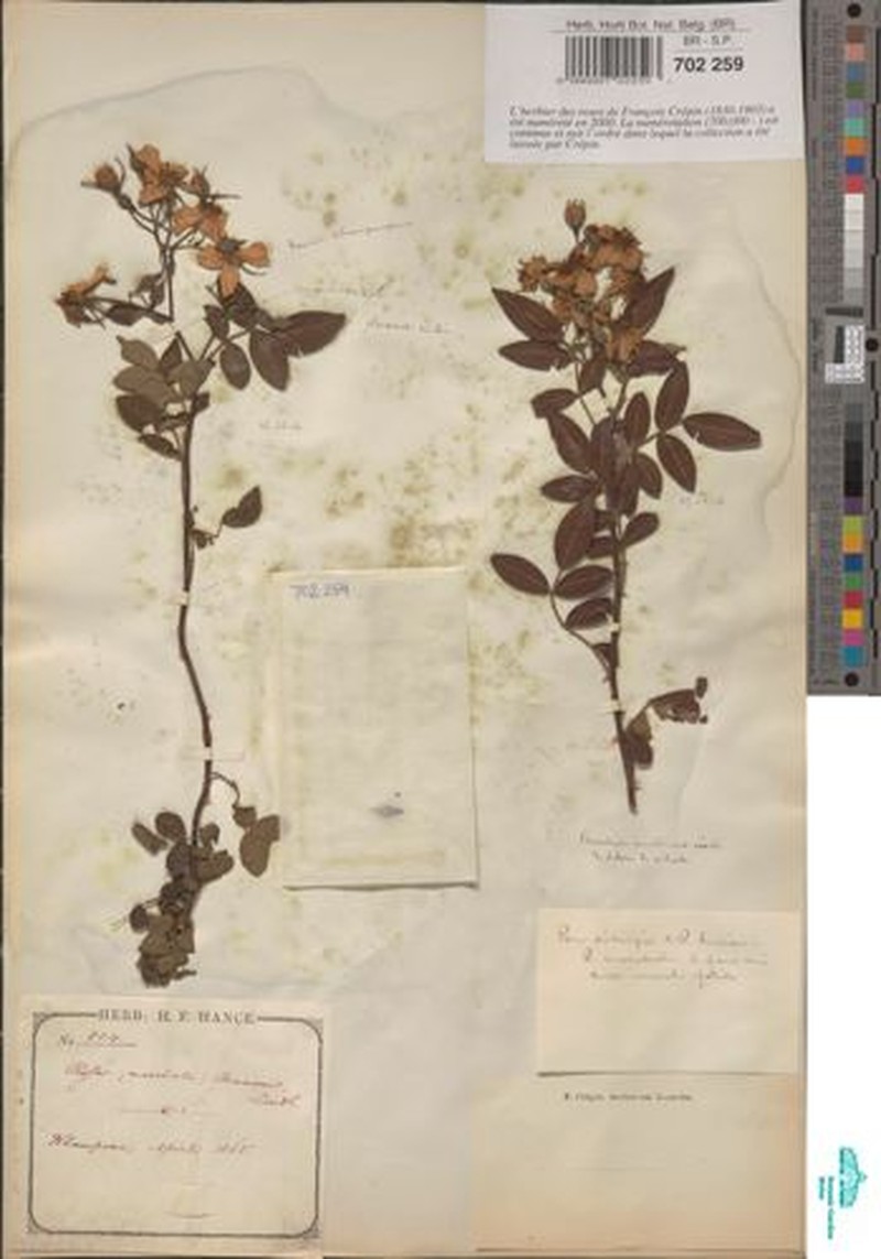 Rosa tunquinensis photo 7