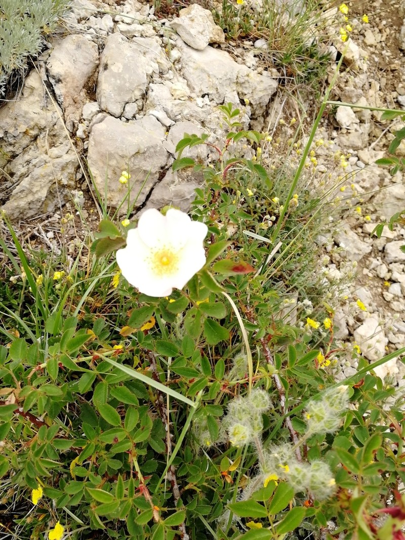 Rosa turcica