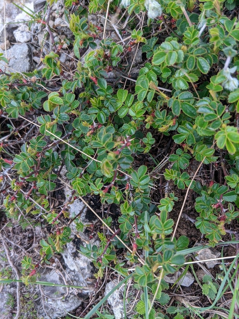 Rosa turcica photo 2